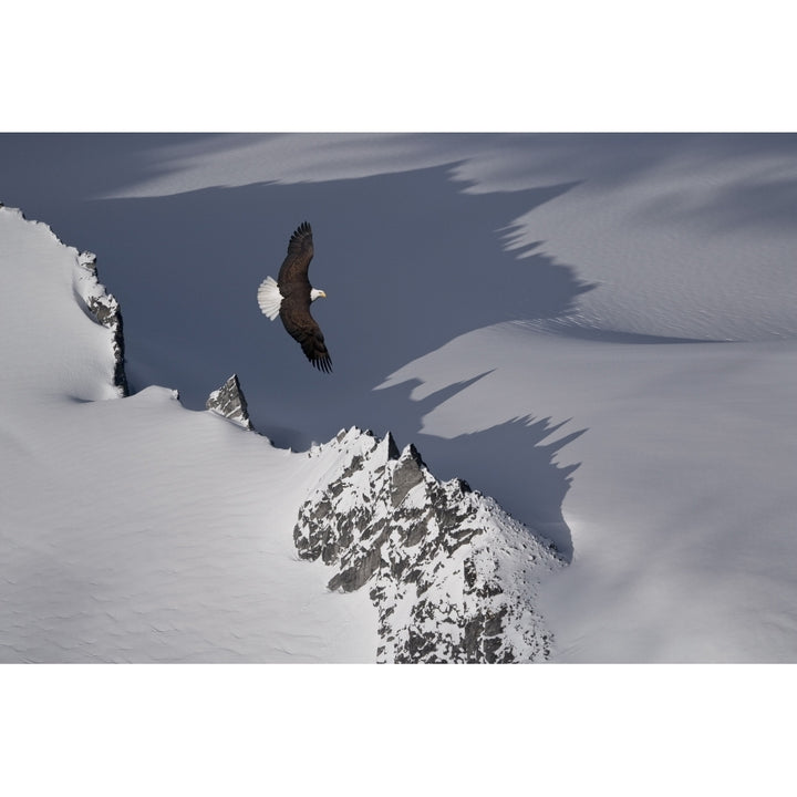 Bald Eagle Soaring Above The Mountain Peaks Of The Juneau Ice Field. Spring In Southeast Alaska. Composite. Image 1