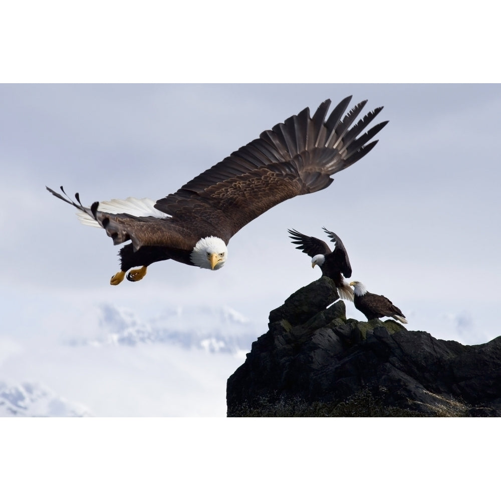 Bald Eagle In Flight Next To Ledge Where Multiple Eagles Are Perched With Mendenhall Towers In The Background Alaska C 1 Image 2