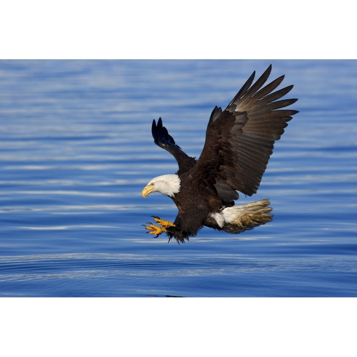 Bald Eagle Preparing To Grab Fish Out Of Water Inside Passage Alaska Southeast Spring Poster Print Image 1