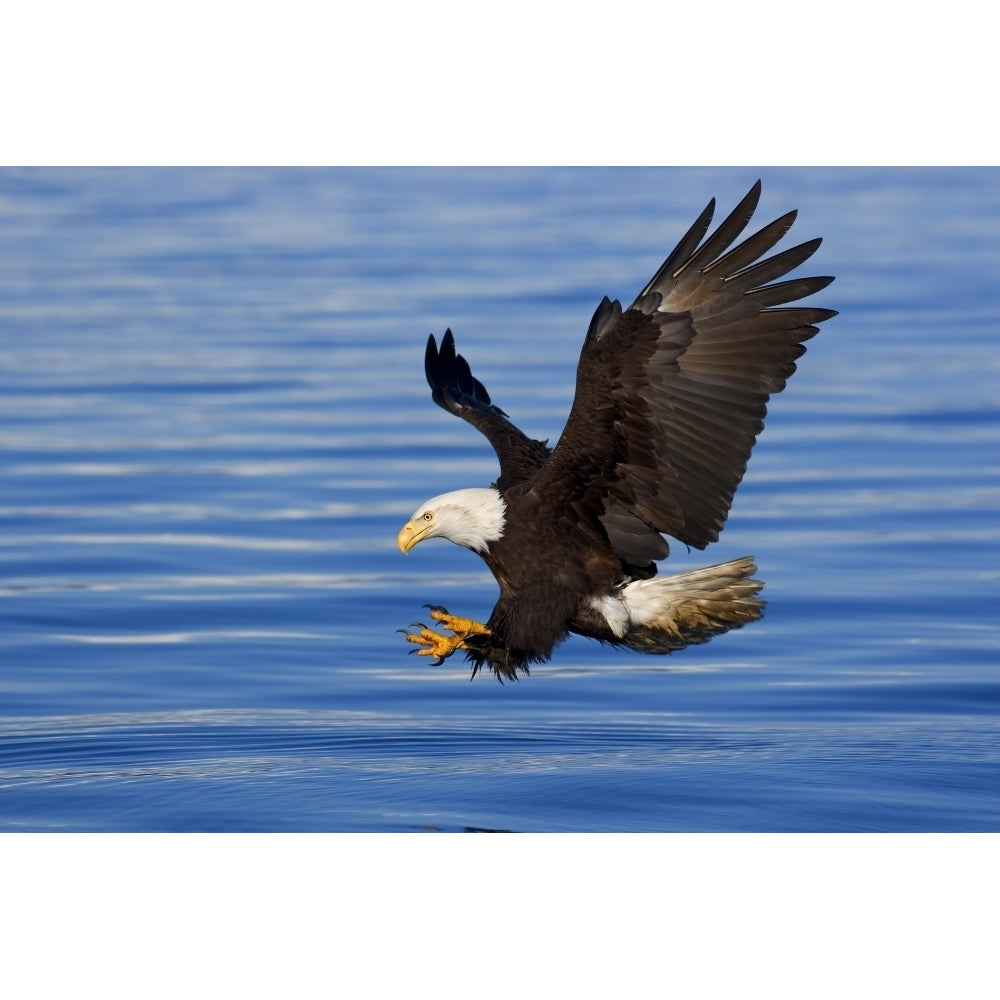 Bald Eagle Preparing To Grab Fish Out Of Water Inside Passage Alaska Southeast Spring Poster Print Image 2