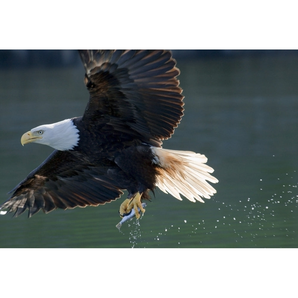 Close Up Of A Bald Eagle Catching A Fish Out Of The Inside Passage Waters Of Southeast Alaska Poster Print Image 1