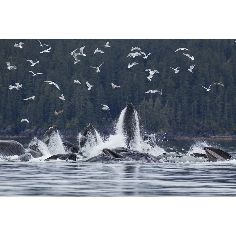 Humpback Whales Bubble Net Feeding For Herring In Chatham Strait Tongass Image 2