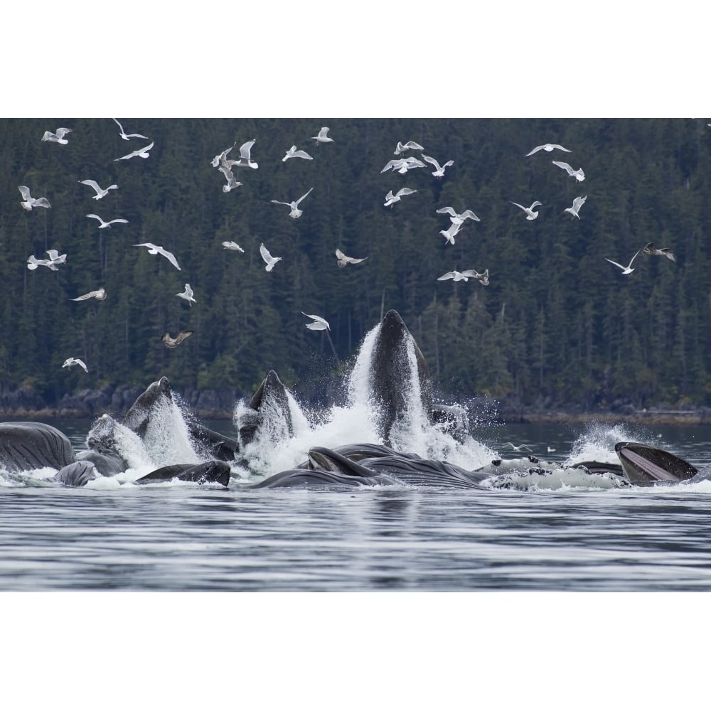 Humpback Whales Bubble Net Feeding For Herring In Chatham Strait Tongass Image 1