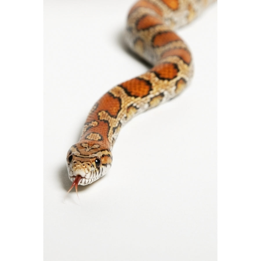 Corn snake ;Spruce grove alberta canada Poster Print Image 1