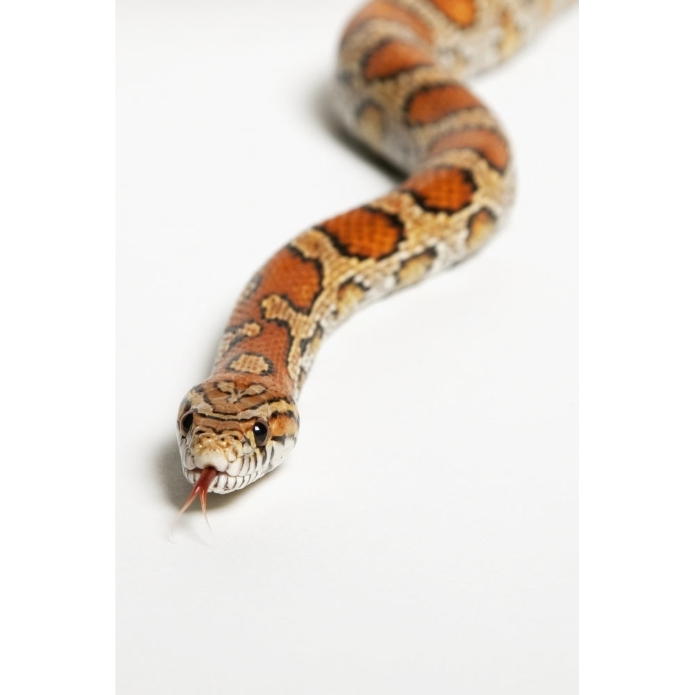 Corn snake ;Spruce grove alberta canada Poster Print Image 2