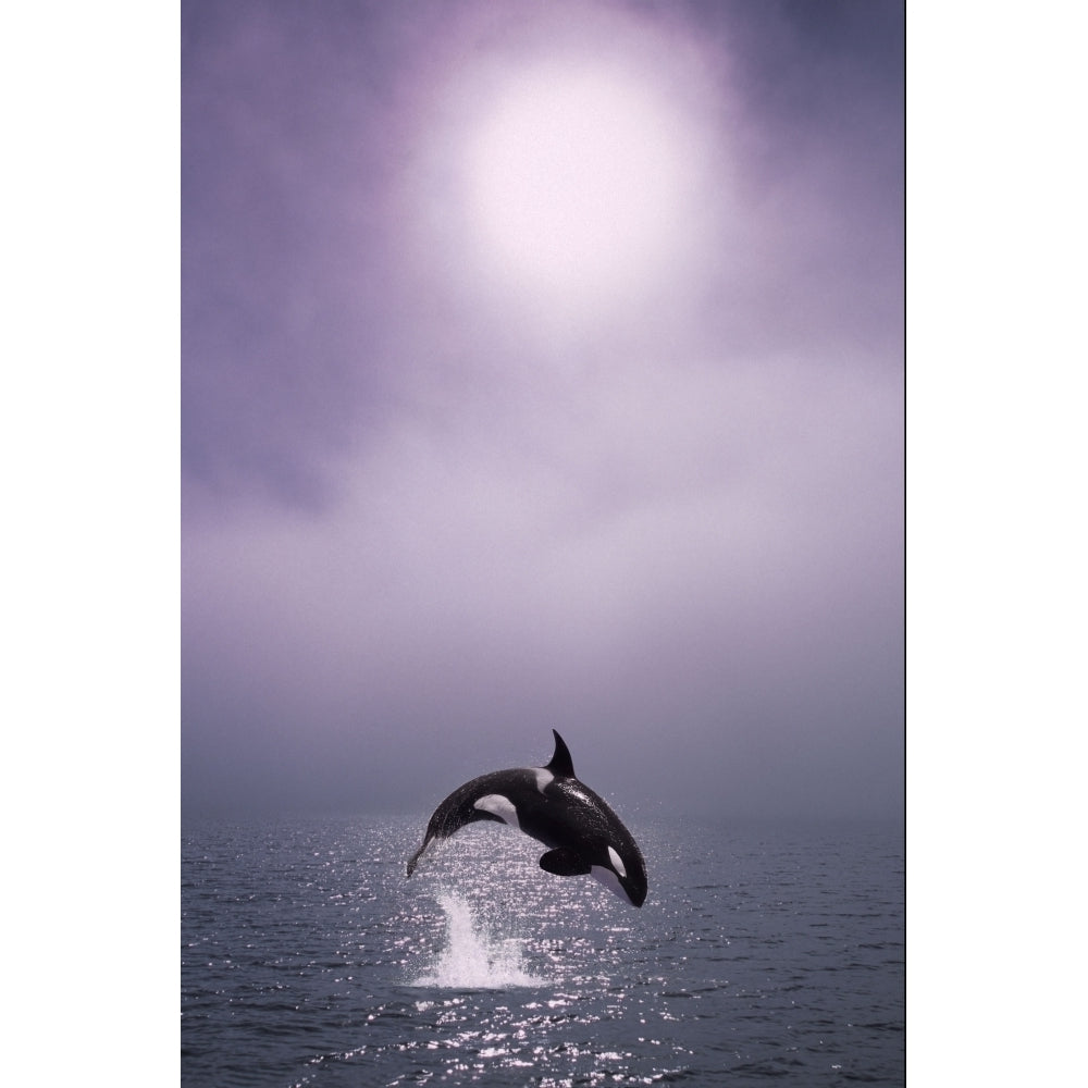 Orca Breaching In Fog Composite Alaska Southeast Poster Print Image 1