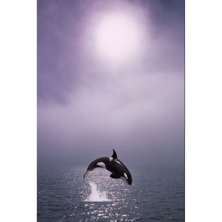 Orca Breaching In Fog Composite Alaska Southeast Poster Print Image 1