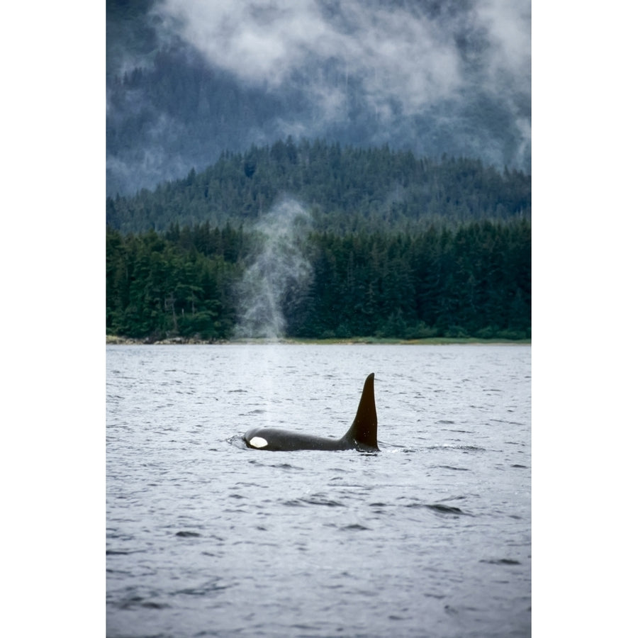 Orca Whale Swimming Southeast Alaska by Tom Soucek / Design Pics Image 1