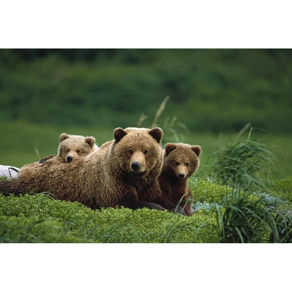 Grizzly Bear Mother And Cubs Lay In Field Southwest AK Poster Print Image 2