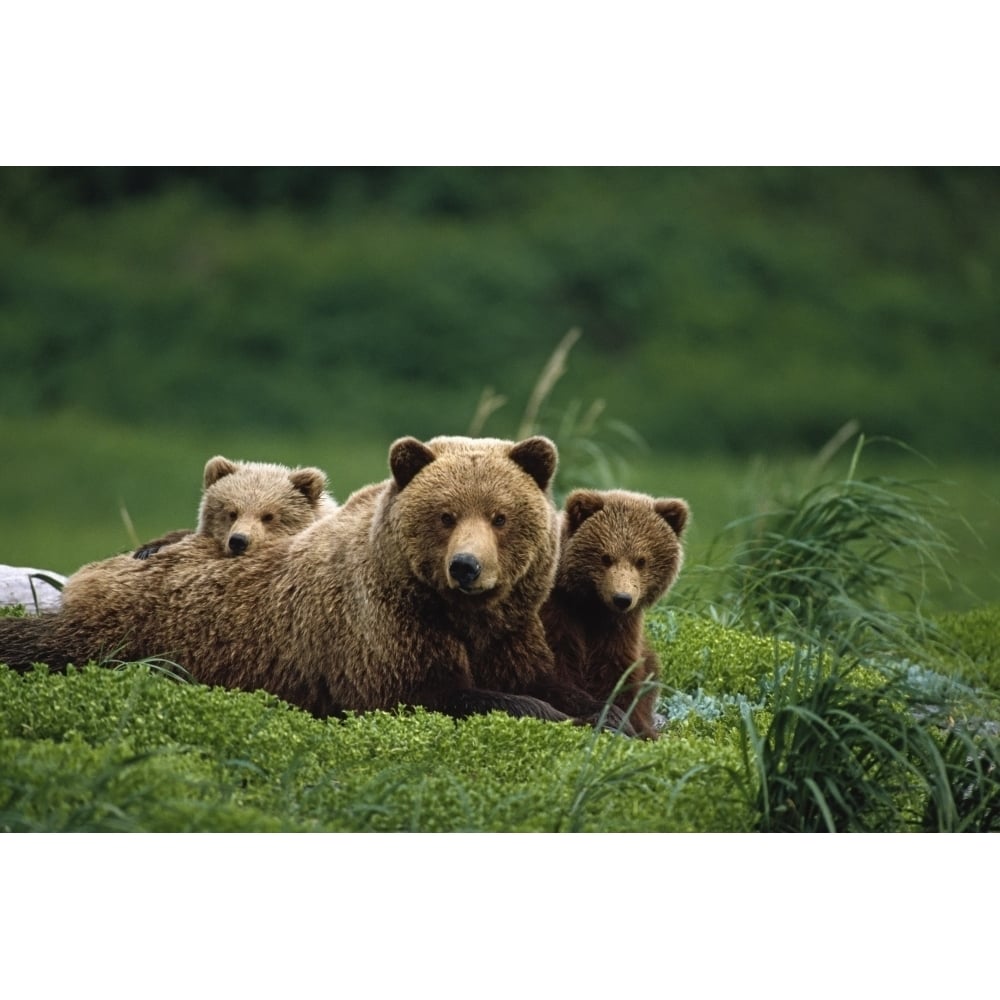 Grizzly Bear Mother And Cubs Lay In Field Southwest AK Poster Print Image 1