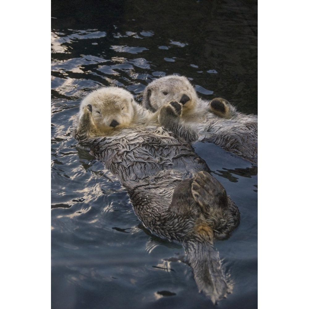 Captive Two Sea Otters Holding Paws At Vancouver Aquarium In Vancouver British Columbia Canada Captive by Tom Soucek / Image 1