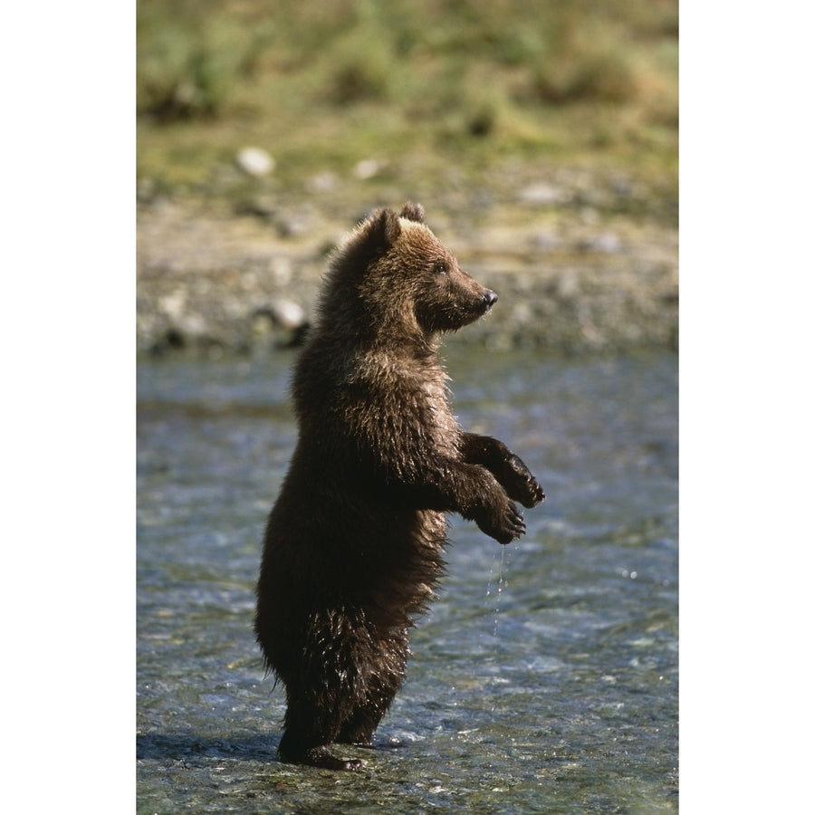 Adolescent Brown Bear Standing In River Sw Ak Summer Geographic Harbor by Tom Soucek / Design Pics Image 1