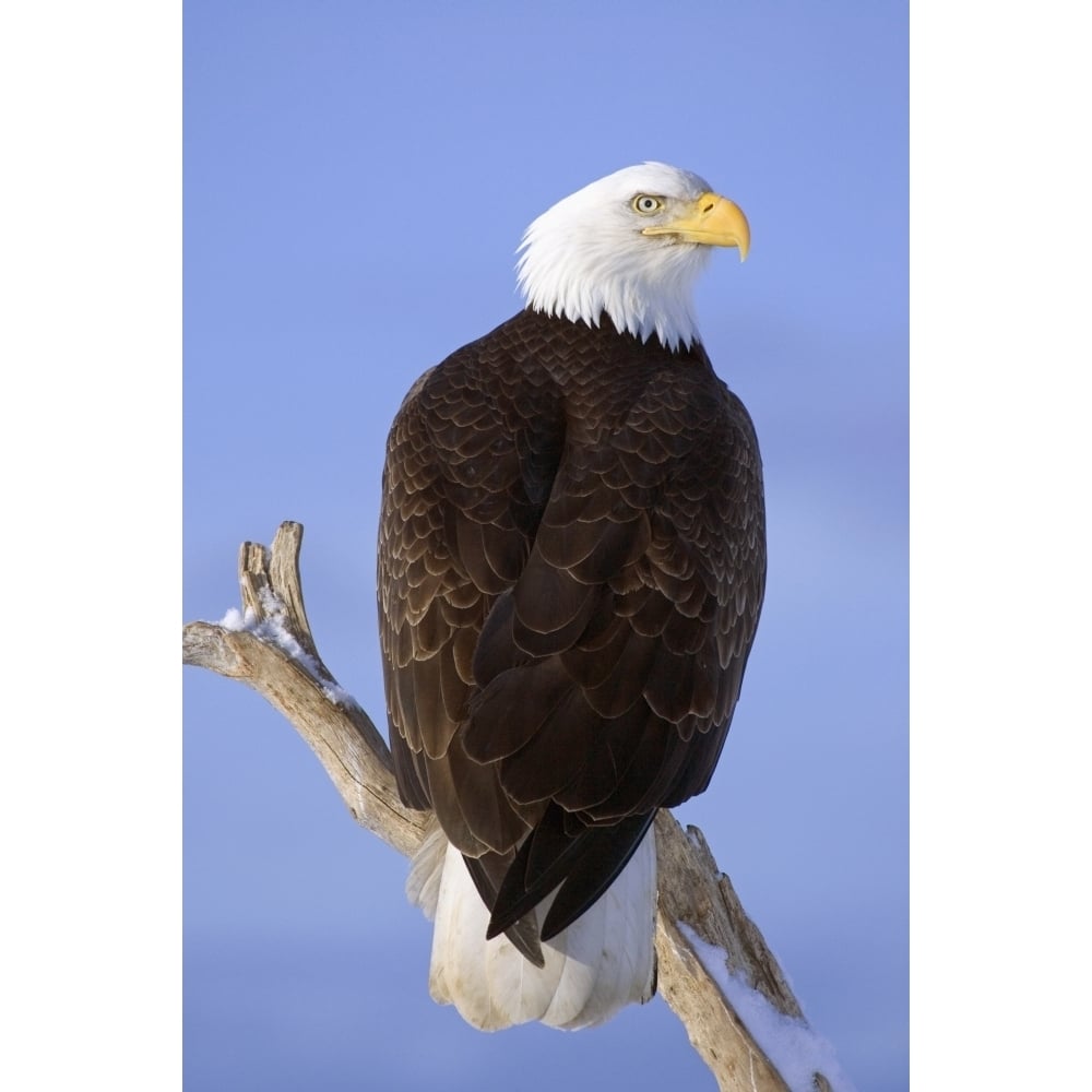 Bald Eagle Perched On Tree Branch Homer Spit Kenai Peninsula Alaska Winter Poster Print Image 1