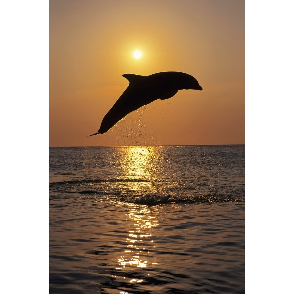 Bottle Nose Dolphin Jumping Sunset Roatan Honduras Summer Backlit Silhouette Poster Print Image 2