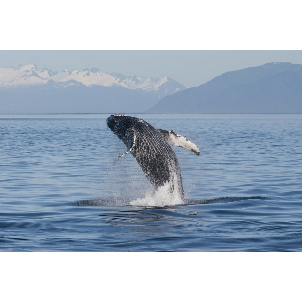 Humpback Whale Breaching In Frederick Sound Inside Passage Southeast Alaska Summer by Tom Soucek / Design Pics Image 1