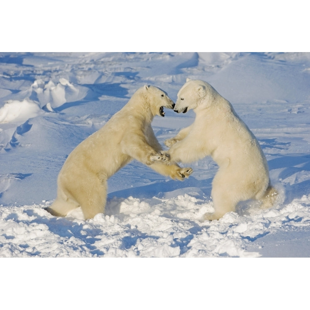 Polar Bears Wrestling And Play Fighting At Churchill Manitoba Canada. Poster Print Image 2