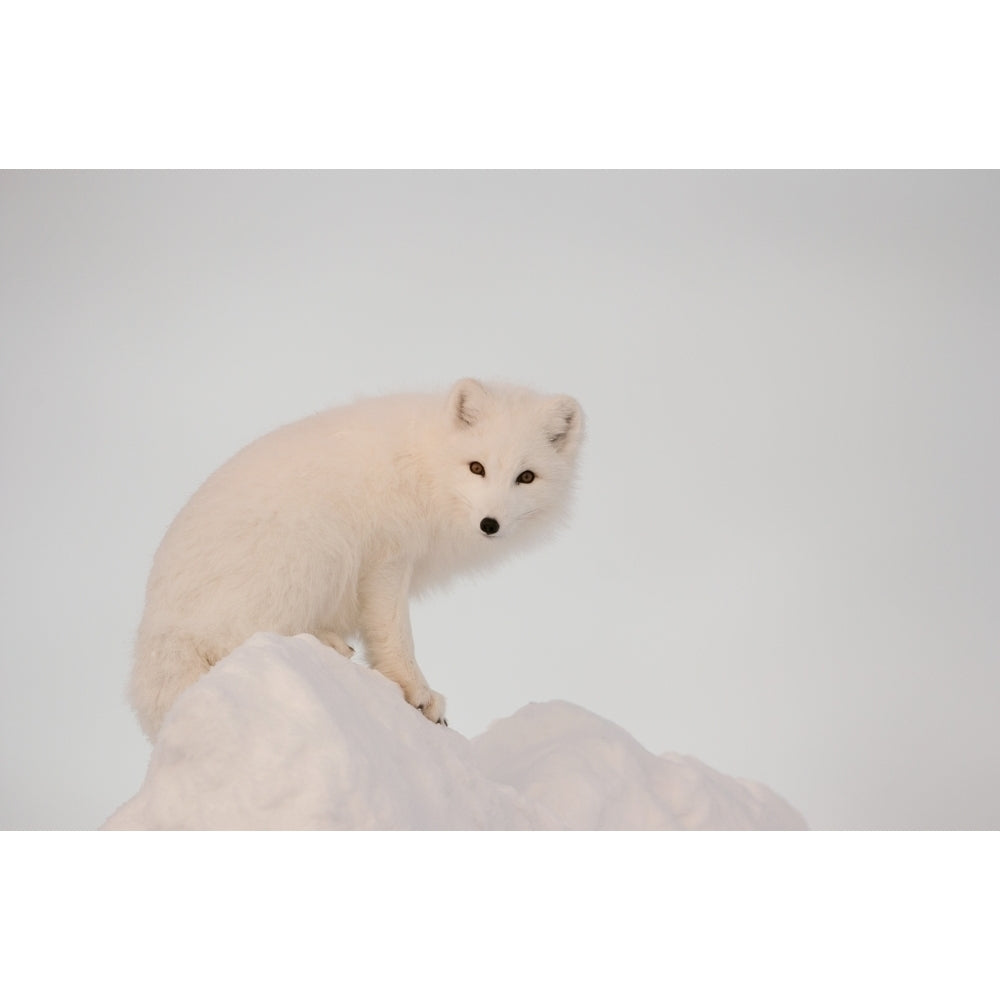 Arctic Fox Stands In Late Afternoon Sun On Top Of A Large Chunk Of Ice Churchill Manitoba Canada Winter Image 2