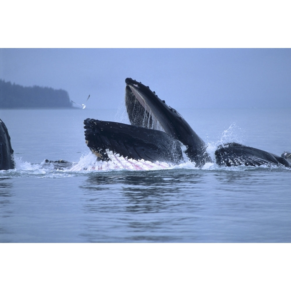 Humpback Whales Lunge Feeding In The Inside Passage Of Southeast Alaska During Summer On An Overcast Day. by Mark Kelley Image 2