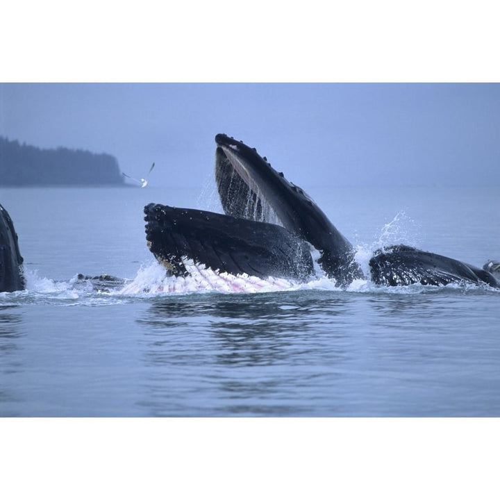 Humpback Whales Lunge Feeding In The Inside Passage Of Southeast Alaska During Summer On An Overcast Day. by Mark Kelley Image 1