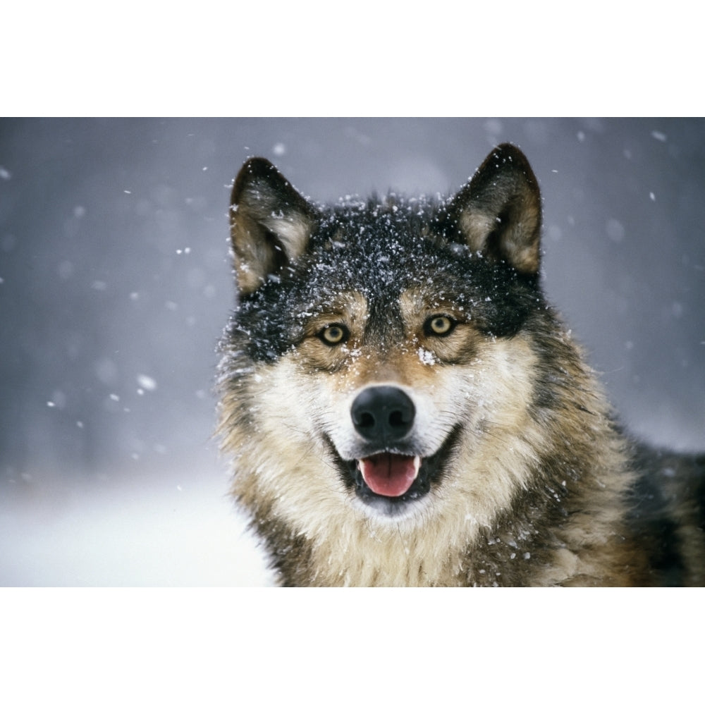 Wolf Portrait Captive Winter by Tom Soucek / Design Pics Image 1