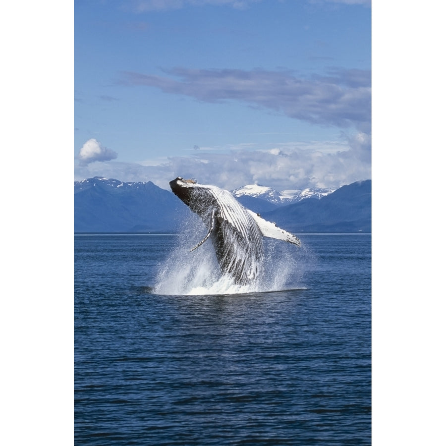 Humpback Whale Breaching Frederick Sound Se Ak by Tom Soucek / Design Pics Image 1