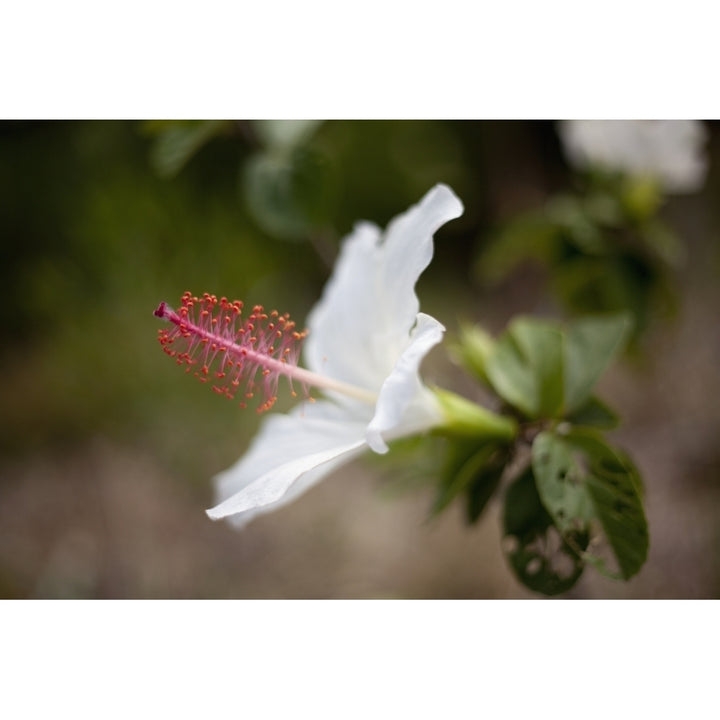 Hawaii Maui A closeup of white hibiscus flower. Poster Print Image 1