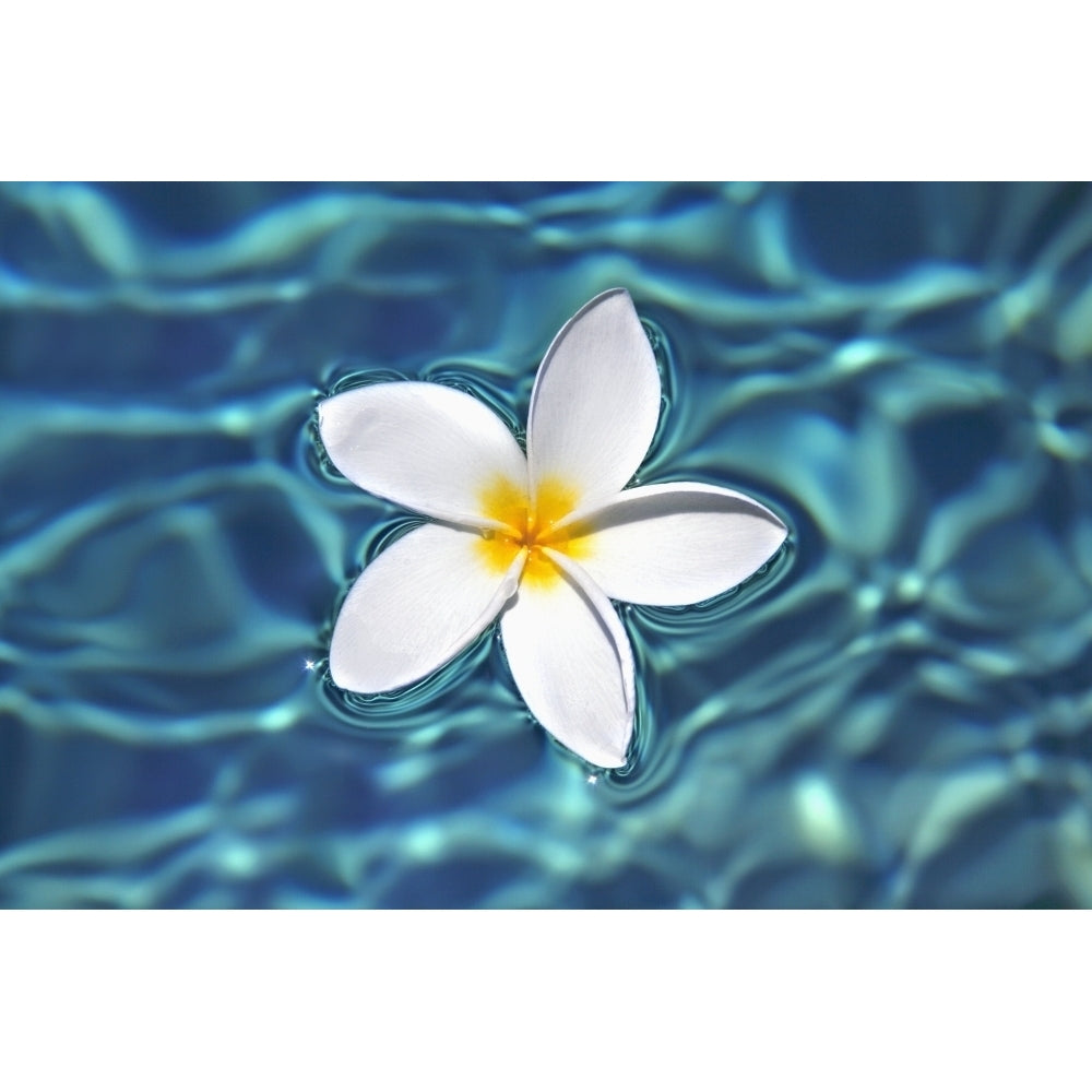 Plumeria flower floating in clear blue water. Poster Print Image 1