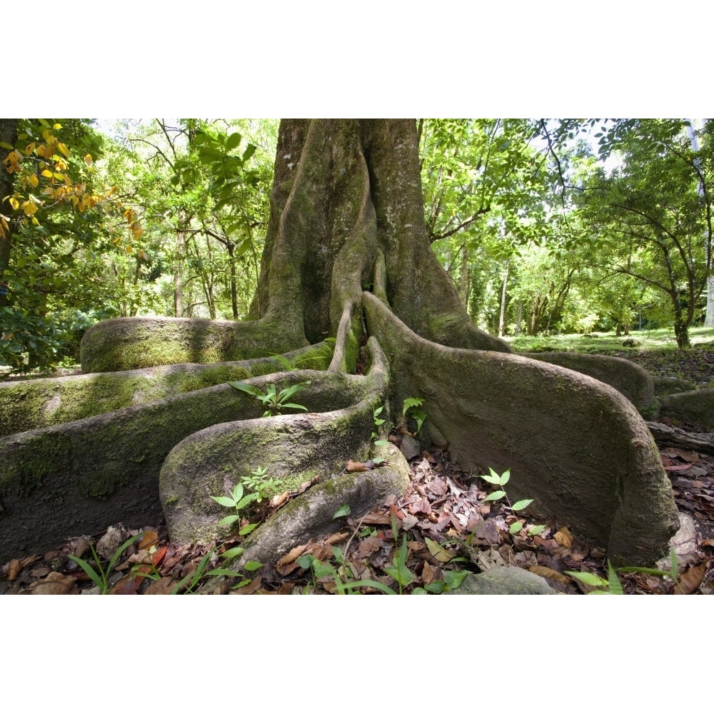 Hawaii Maui Keanae An old tree with large roots. Poster Print Image 1