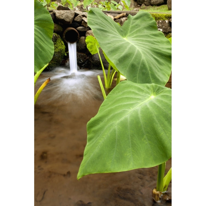 Hawaii Maui Large Taro leaves in a pond. Poster Print Image 1