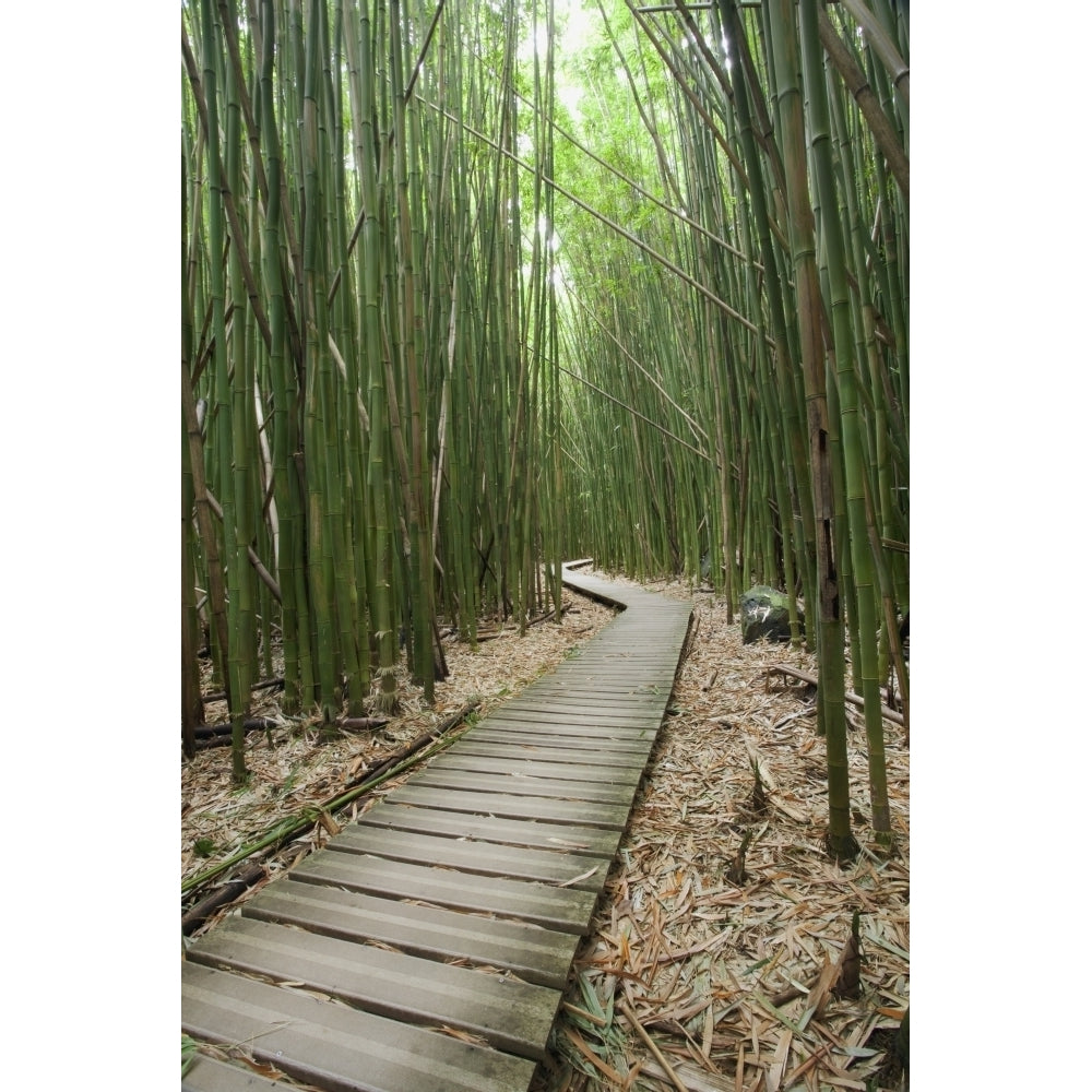 Hawaii Maui Kipahulu Haleakala National Park Trail through bamboo forest on the Pipiwai trail. Print Image 2