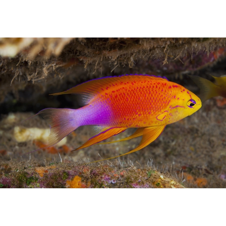 Hawaii a male Hawaiian longfin anthias swimming on the ocean floor. Poster Print Image 1