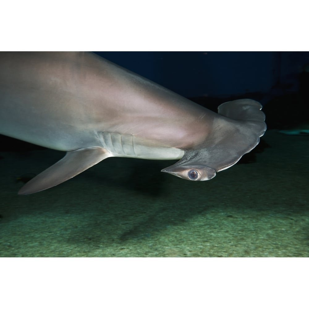 Hawaii Scalloped hammerhead shark on the ocean floor. Poster Print Image 1