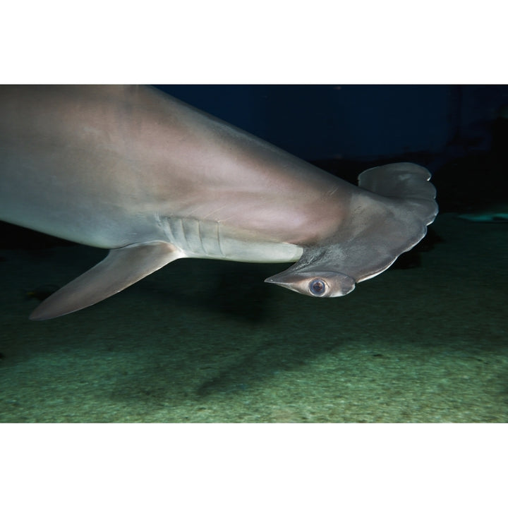 Hawaii Scalloped hammerhead shark on the ocean floor. Poster Print Image 2