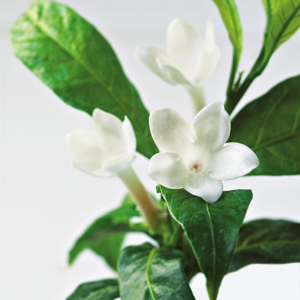 Close-Up Of Jasmine Plant In Bloom Poster Print Image 1