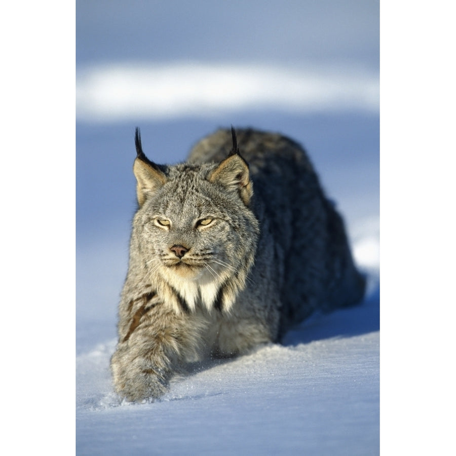 Captive Lynx Walking In Snow Winter/Nminnesota by Tom Soucek / Design Pics Image 1