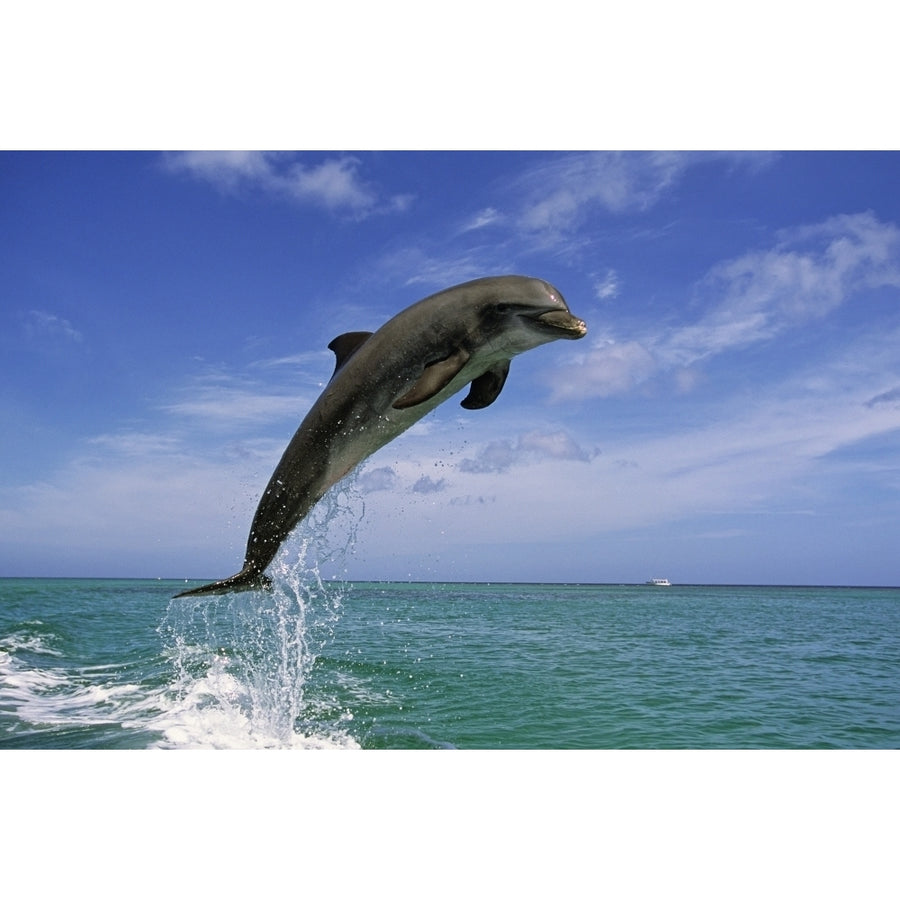 Bottle Nose Dolphin Jumping Roatan Honduras Summer by Tom Soucek / Design Pics Image 1