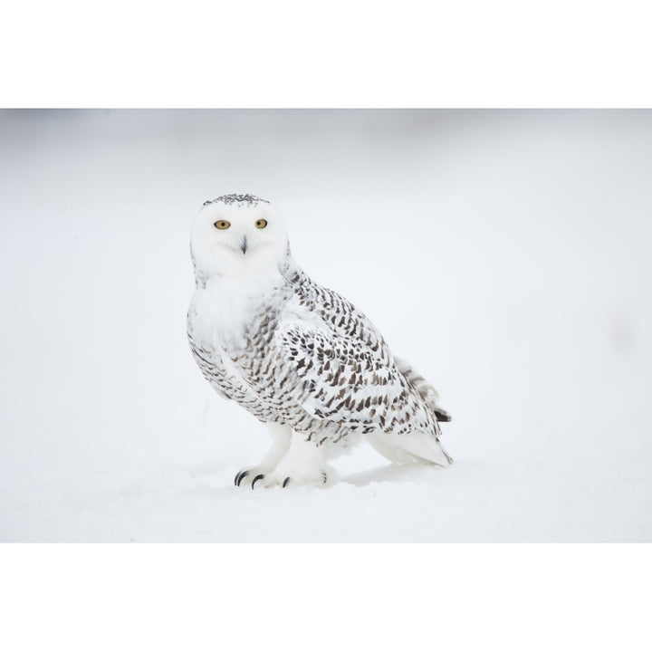 Snowy Owl On Snow Saint-Barthelemy Quebec Canada Winter Poster Print Image 1