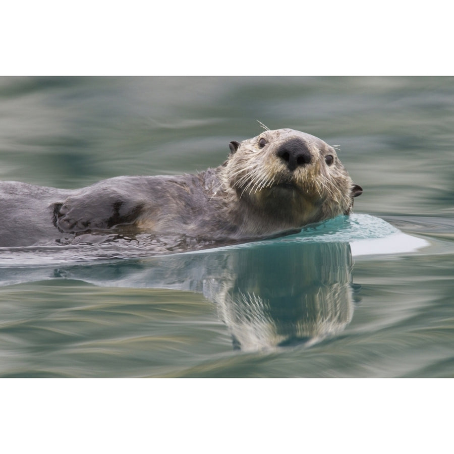 Sea Otter Swimming In Glassy Calm Green Water With Reflection Prince William Sound Southcentral Alaska Winter Image 1