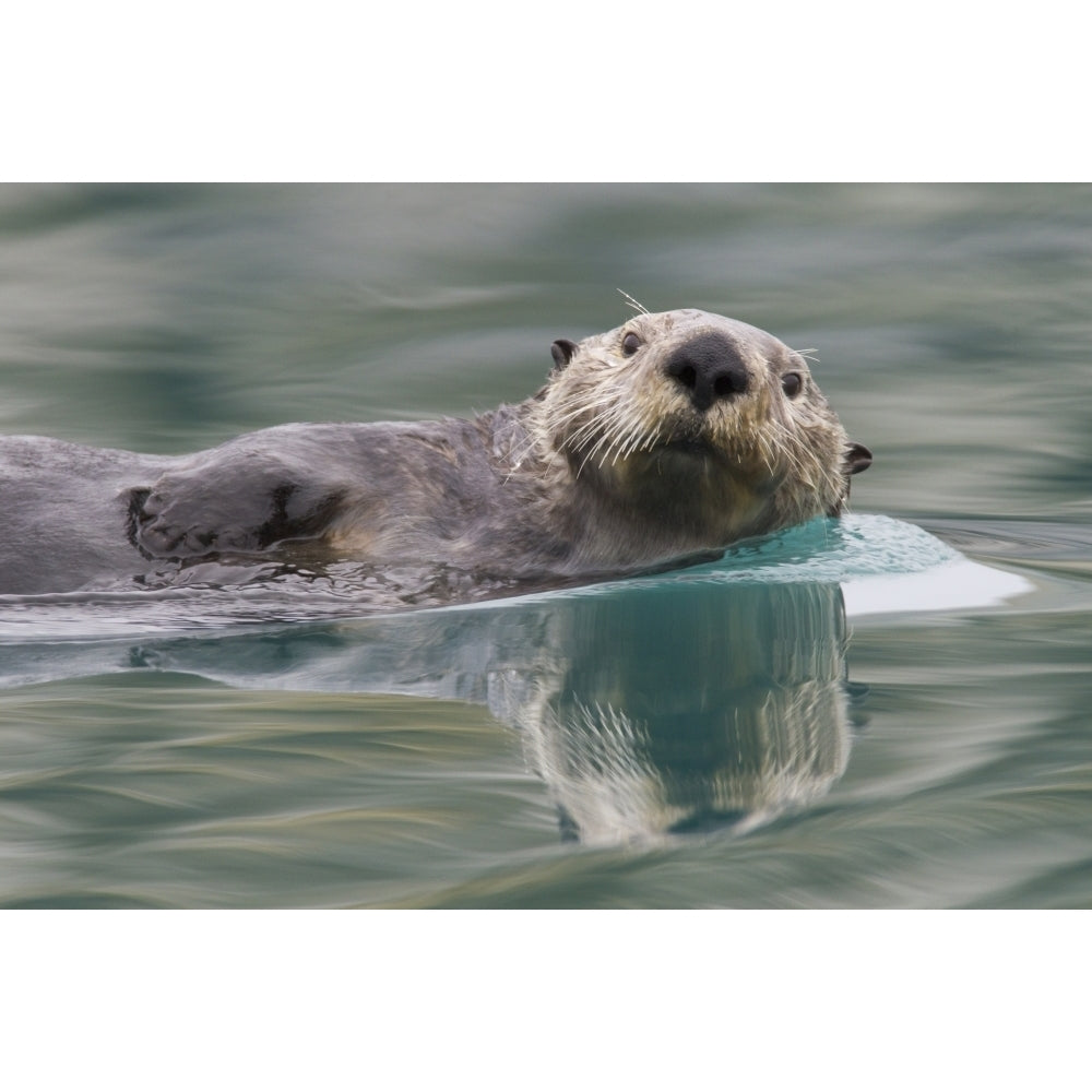 Sea Otter Swimming In Glassy Calm Green Water With Reflection Prince William Sound Southcentral Alaska Winter Image 2