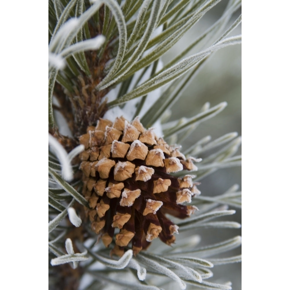 Close-Up Image Of Frost-Covered Pine Cone On Branch In Winter Poster Print by Charles Tribbey 2142399 Image 1