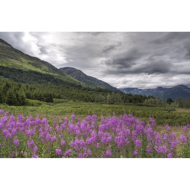 View Of Fireweed Blooms In Turnagain Pass Kenai Peninsula Southcentral Alaska Summer Hdr Image Print Image 2