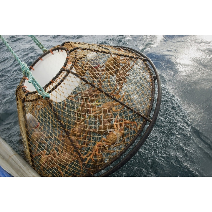 Crab Pot With Brown Crab Is Hauled Up Over The Side Of The F/V Morgan Anne During The Commercial Brown Crab Fishing Seas Image 1