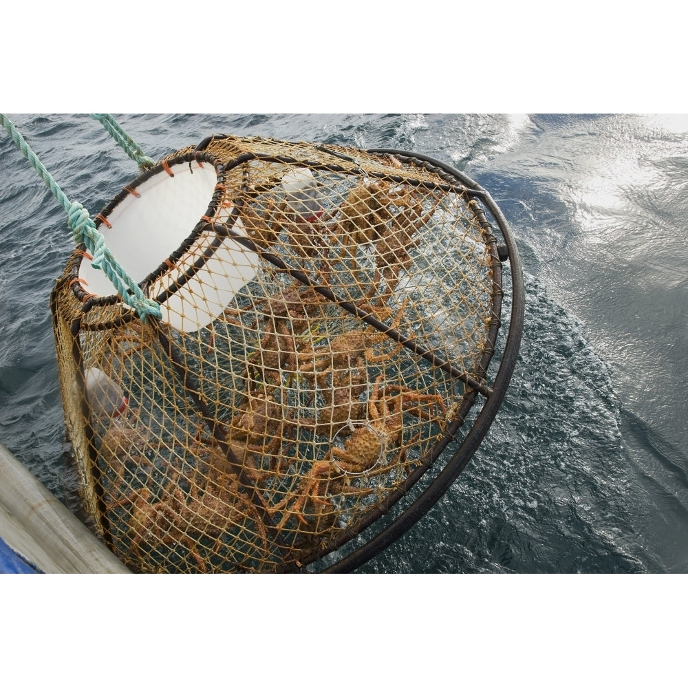 Crab Pot With Brown Crab Is Hauled Up Over The Side Of The F/V Morgan Anne During The Commercial Brown Crab Fishing Seas Image 2