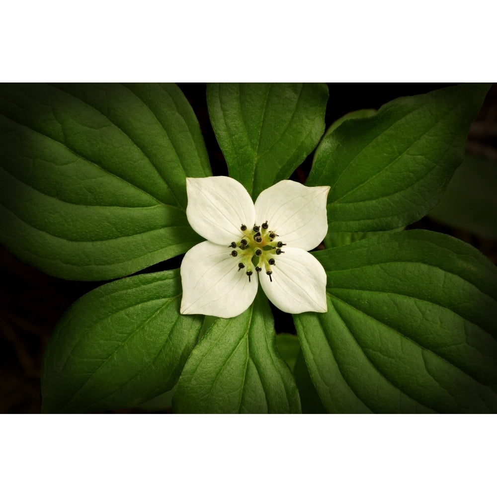 Close-Up Dwarf Dogwood Flower In Full Bloom Alaska Poster Print Image 1