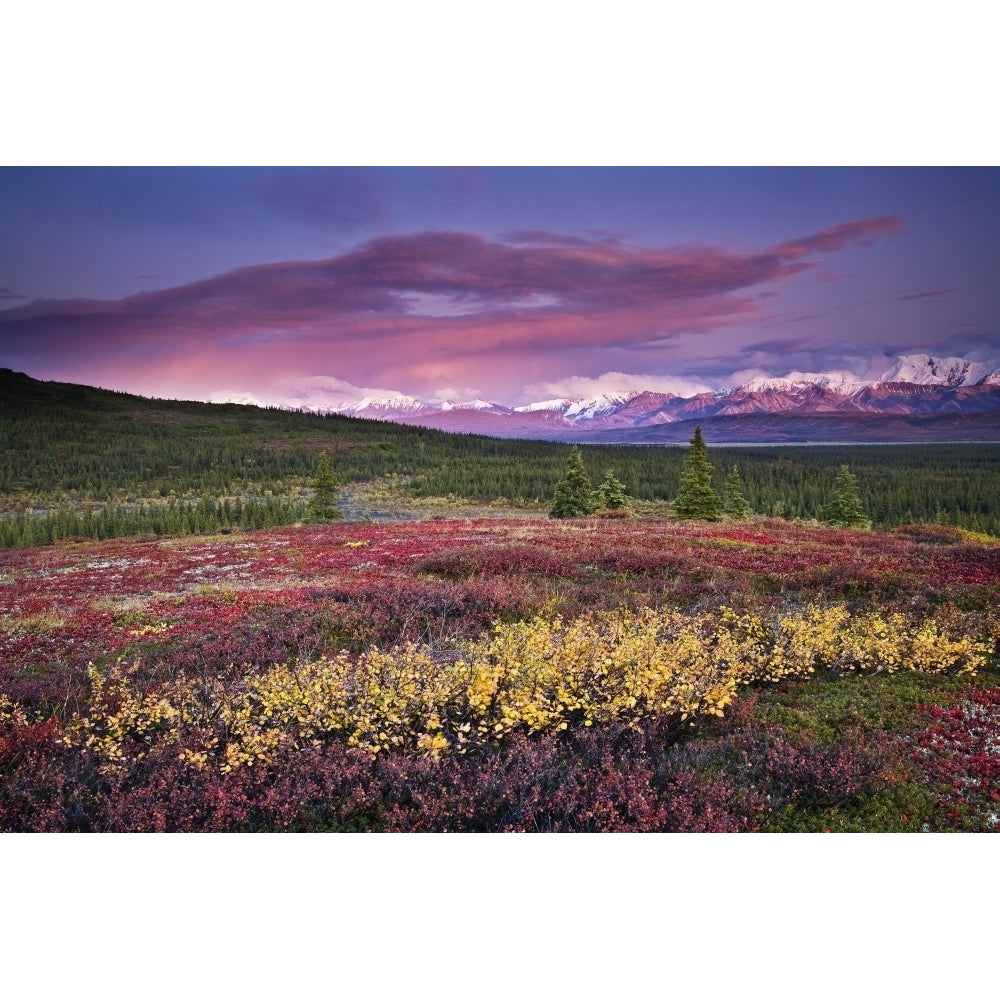 Scenic View Of Alpine Tundra With Alaska Range In The Background With Alpenglow At Sunset In Denali National Park Alask Image 2