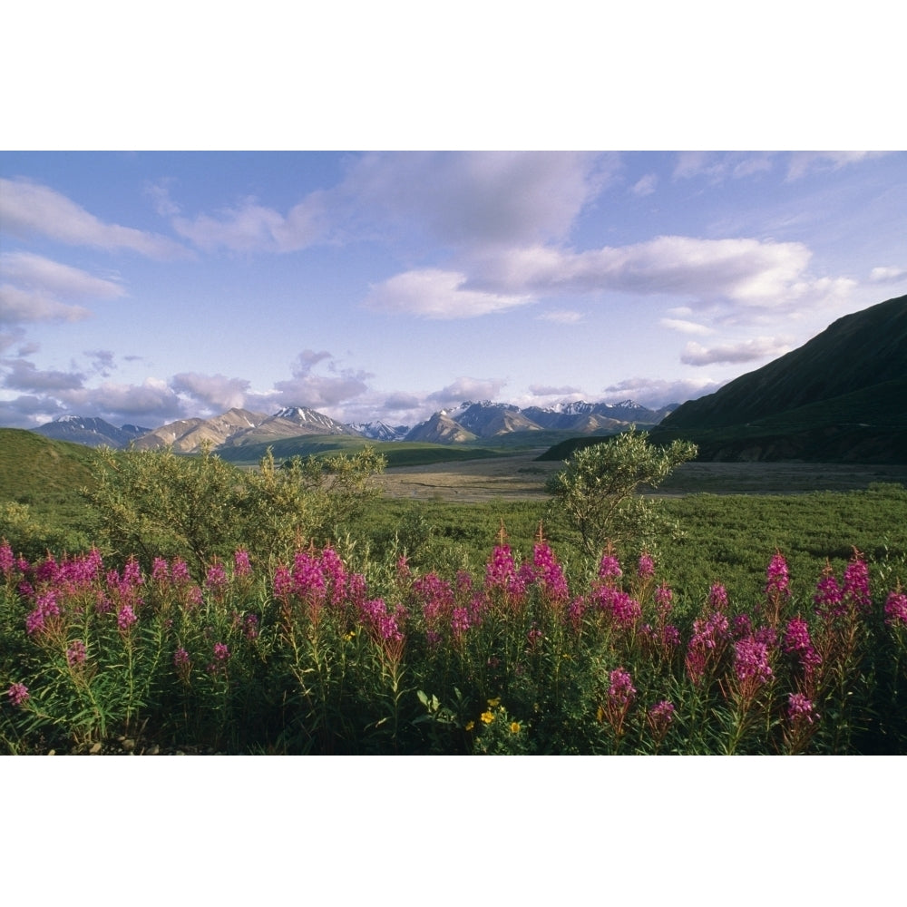 Fireweed Alaska Range Denali Np Summer Ak Poster Print Image 2