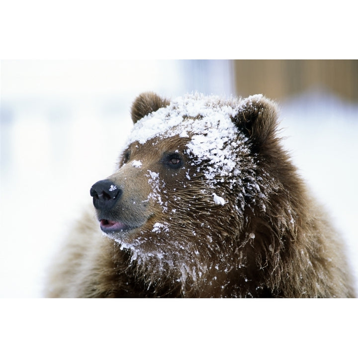 Grizzly Bear Standing With Face Covered In Snow At The Alaska Wildlife Image 1