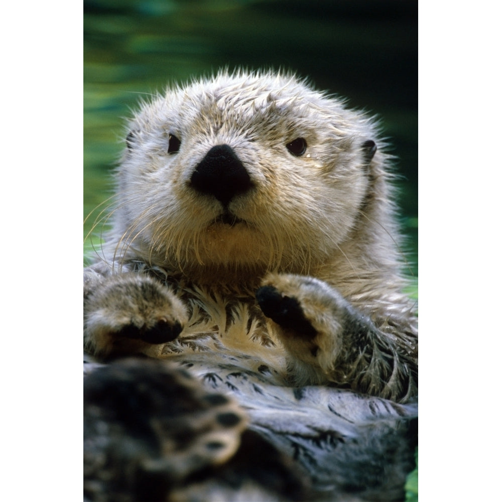 Sea Otter Swimming At Tacoma Zoo Captive Poster Print Image 2