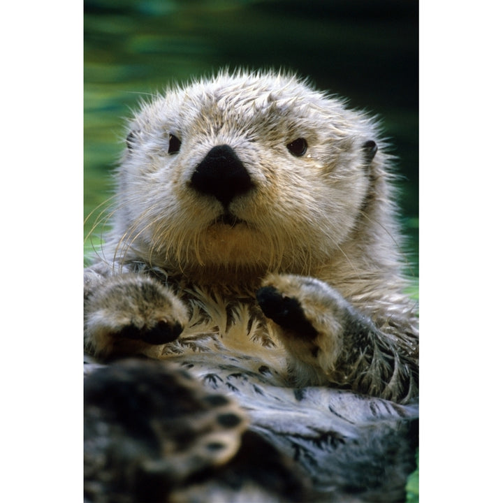 Sea Otter Swimming At Tacoma Zoo Captive Poster Print Image 1