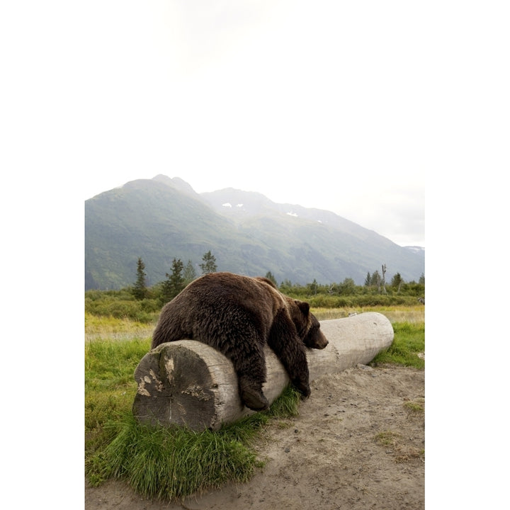 Captive Adult Brown Bear Rests On A Log At The Alaska Wildlife Conservation Center Southcentral Alaska Print Image 2